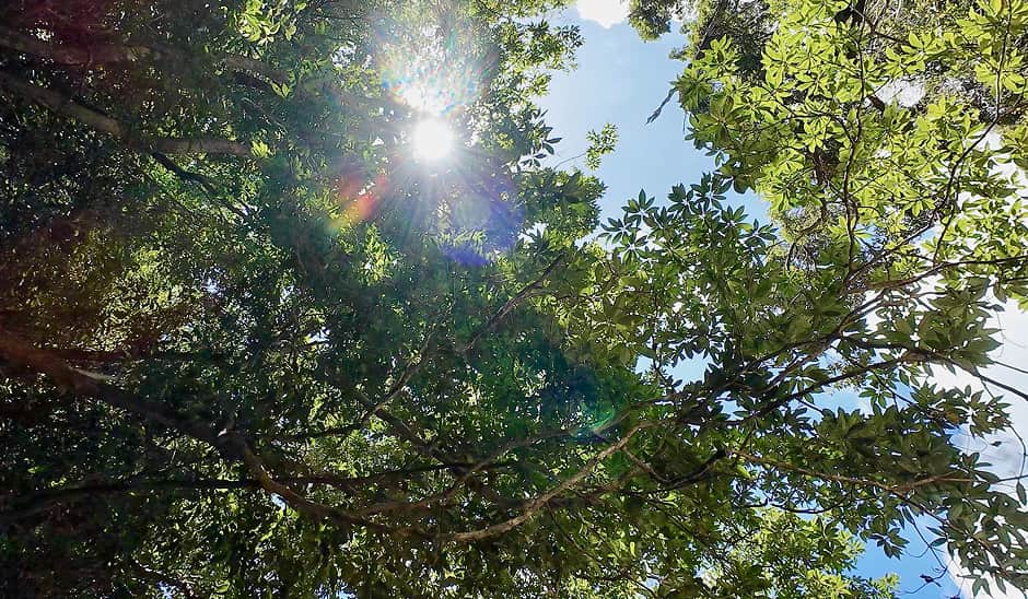 川に浮かんで眺めた森