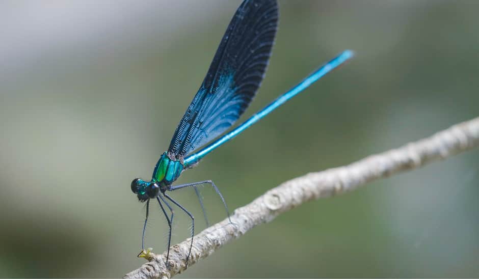 リュウキュウハグロトンボのオス