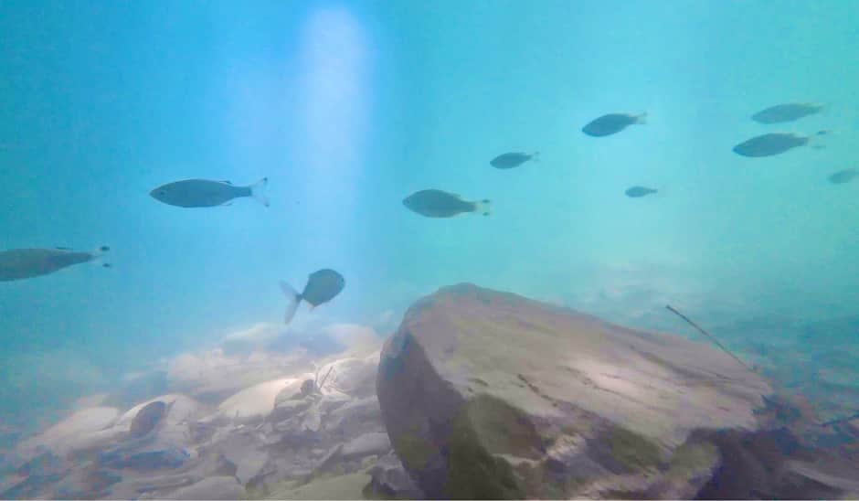 水中メガネで川を覗く様子